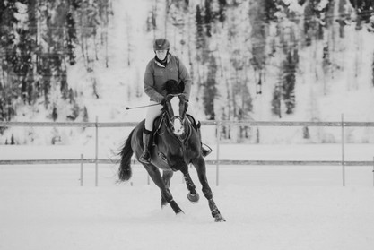 horse_snow_cross_23_95.jpg